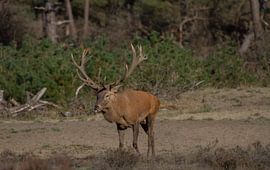 Rotwild 7 von Wesley Klijnstra