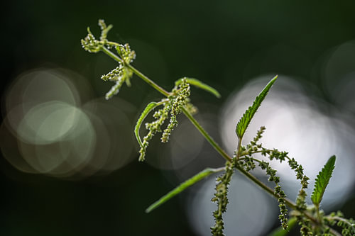 Blühende Brennnessel (Urtica dioica) als abstrakte Makroaufnahme mit sehr geringer Schärfentiefe vor