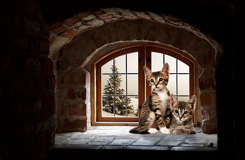 arched-window-kittens