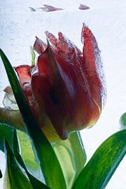 Viking tulip in crystal clear ice 1 by Marc Heiligenstein