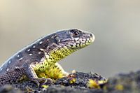 Zandhagedis
