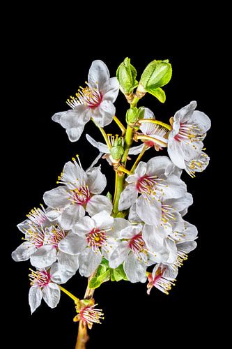 Fleurs de mirabelle