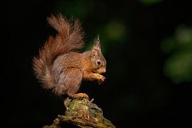 Rotes Eichhörnchen von Elles Rijsdijk