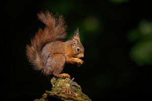 Rotes Eichhörnchen