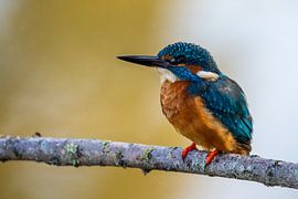 Kingfisher