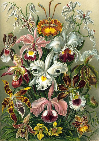 Orchidea (Orchideen), Ernst Haeckel von Meesterlijcke Meesters