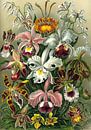 Orchidea (Orchideen), Ernst Haeckel von Meisterhafte Meister Miniaturansicht