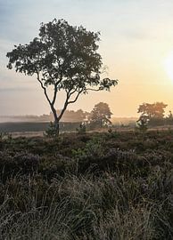 Champ de Rozendaal partie 11 sur Tania Perneel