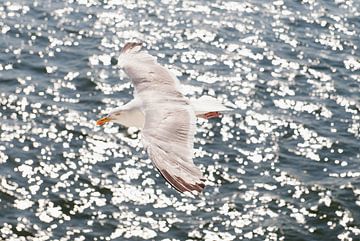 Seagull in Flight by Brian Morgan