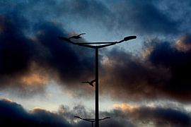 MÖWE 2 von Miroslav Ptacek