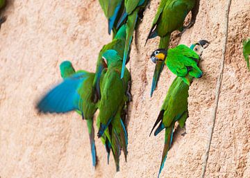 Looking over the shoulder of an Orange-cheeked Parrot by Lennart Verheuvel