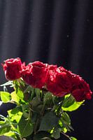 Rosen