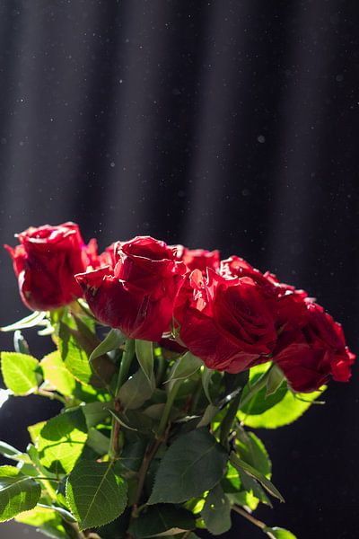 Roses in the spring sun by Jord de Wilde