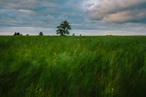 Baum im Schilfland