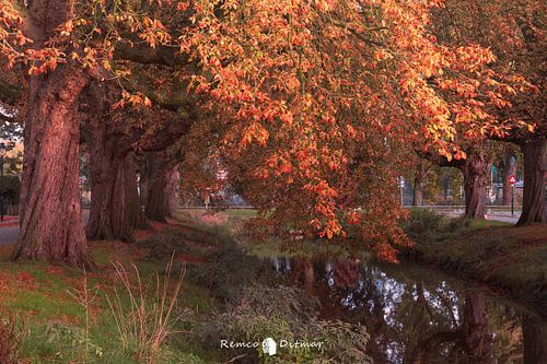 Garden village in autumn