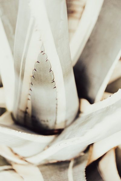 Plante en gros plan_1 par Pictufy Studio III
