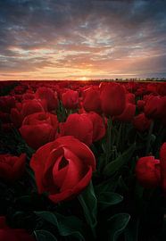 Fleurs sur Patrick Noack