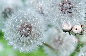 Pusteblumen