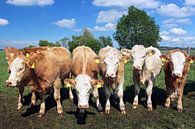 Six cows looking at the camera by Frank Herrmann thumbnail