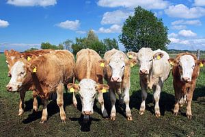 Six vaches regardent la caméra