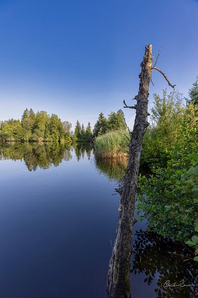 Clarity by Christina Bauer Photos