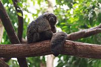 Monkey in tree