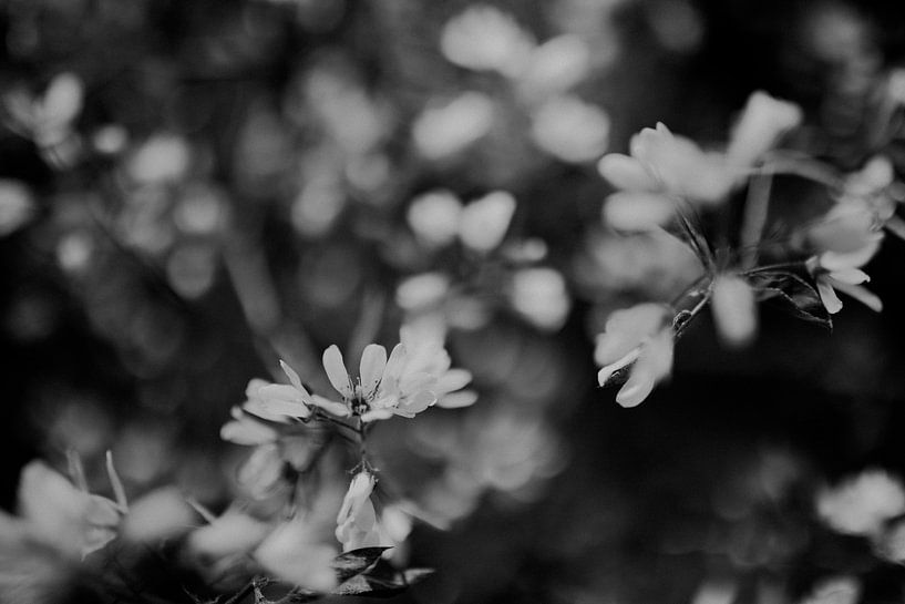 Fleur noir blanc par Sanne van Pinxten
