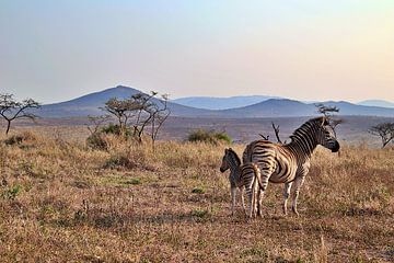 Prachtig Afrikaans landschap met een zebra en zebra veulen van Annelies69