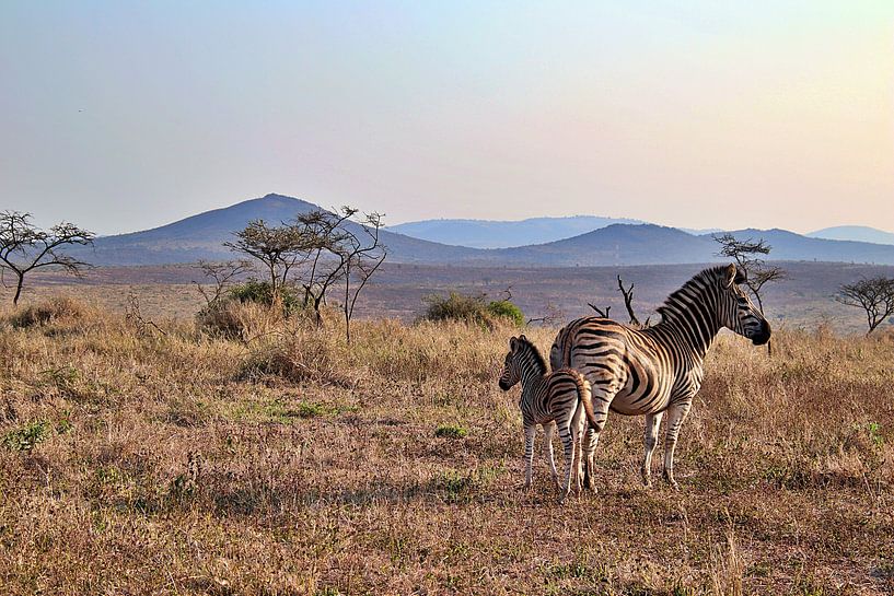 Beautiful African landscape with a zebra and zebra foal by Annelies69