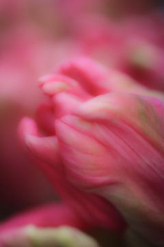 Tulpen van Astrid Bregman