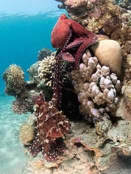 L'accouplement des pieuvres