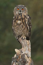 Eurasian Eagle Owl (Bubo bubo) by Ronald Pol