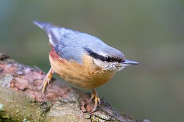 Boomklever (Sitta europaea) van Dirk Rüter