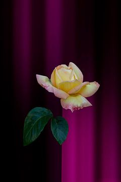 geel rode roos met fantasie achtergrond roze