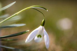 Märzenbecher im sanften licht eines Frühlingsmorgens