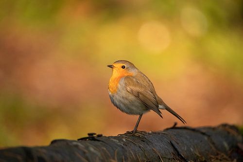 Roodborstje, Erithacus rubecula met herfstkleuren.