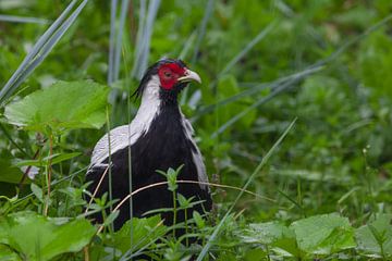 Lophura Broad-tailed pheasant  in green grass, black and white bird with red muzzle and white stripe by Michael Semenov