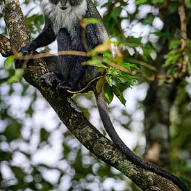 Gros plan sur un singe : le chat à diadème sur Chi