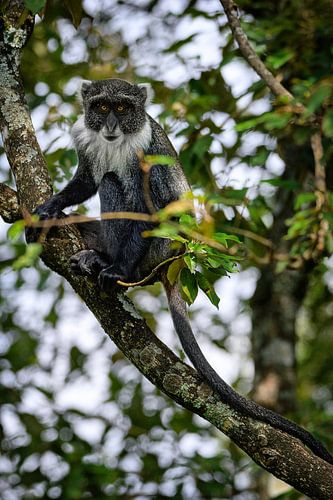 Gros plan sur un singe : le chat à diadème