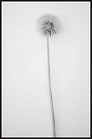 schoonheid van een paardenbloem Beautiful dandelion