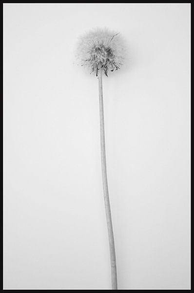 schoonheid van een paardenbloem Beautiful dandelion by Diana Edwards
