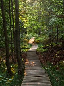 Fremdenweg, Suisse saxonne - sentier forestier près du Großer Winterberg