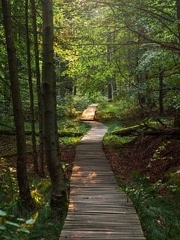 Fremdenweg, Saxon Switzerland - Forest path near Großer Winterberg