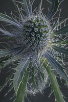 Distel: Weich aber stachelig