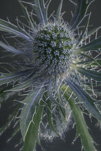 Distel: Zacht maar prikkelbaar