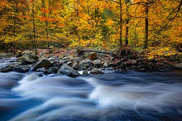 Autumn Stream