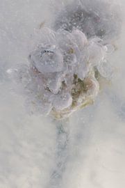 Oeillet des champs dans la glace