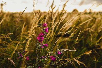 Flowers in the evening light by Van Kelly's Hand