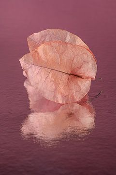 Pop of Colour: Oudroze blaadjes van een Bougainvillea met roze - paarse achtergrond van Marjolijn van den Berg