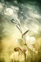 Une bougie magnifique dans une lumière pittoresque